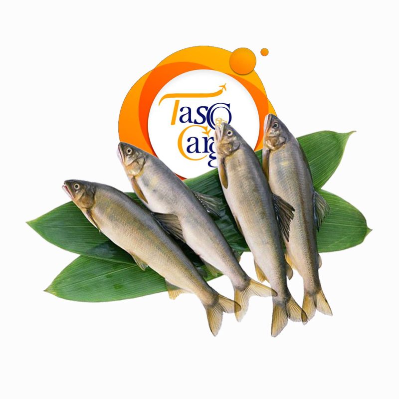 صادرات ماهی تاسکو کارگو